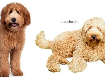 Australian Cobberdog