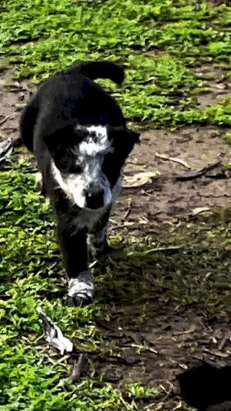 Tasmanian Smithfields x Stumpy Tail Cattle Dog Pups