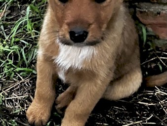 Tasmanian Smithfields x Stumpy Tail Cattle Dog Pups