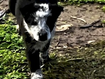 Tasmanian Smithfields x Stumpy Tail Cattle Dog Pups