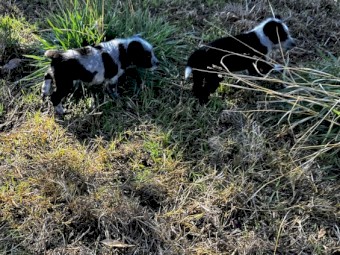 Tasmanian Smithfields x Stumpy Tail Cattle Dog Pups