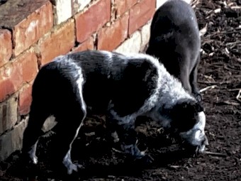 Tasmanian Smithfields x Stumpy Tail Cattle Dog Pups
