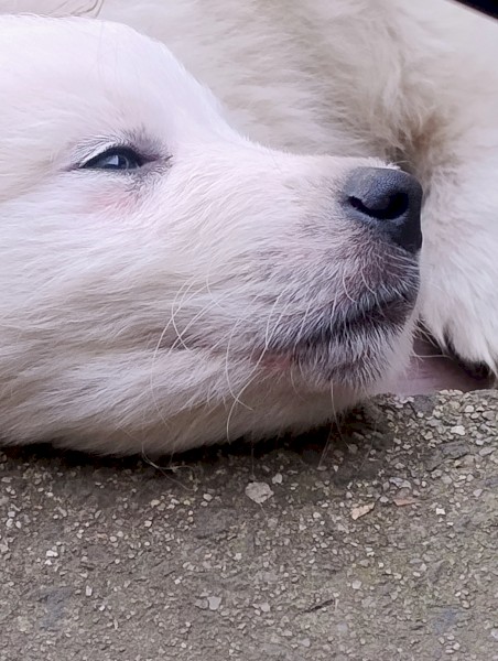 Pure Bred Mareema Puppy