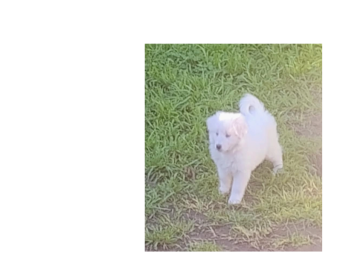 Pure Bred Mareema Puppy