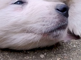 Pure Bred Mareema Puppy