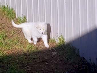 Pure Bred Mareema Puppy