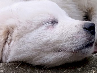 Pure Bred Mareema Puppy