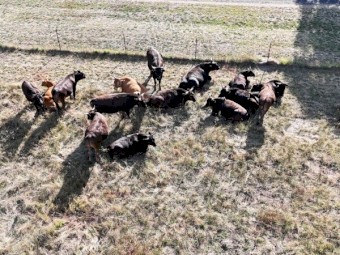 Full Blood Wagyu Steers