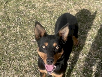 Black and Tan Kelpie
