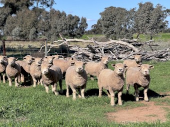 Babydoll Breeding Ewe Lambs