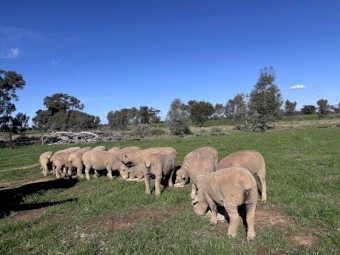 Babydoll Breeding Ewe Lambs