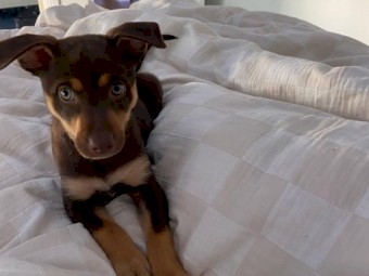 Working Male Kelpie – Proven Lineage, Ready to Work