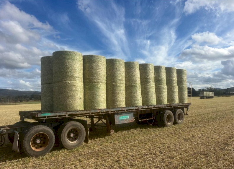 Barley Hay (New Season Hay)