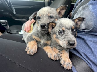 Blue Heeler Pups