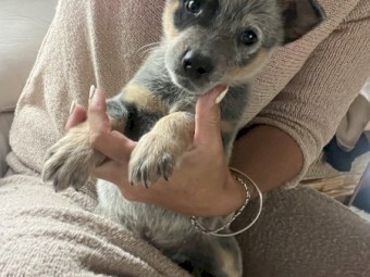 Blue Heeler Pups