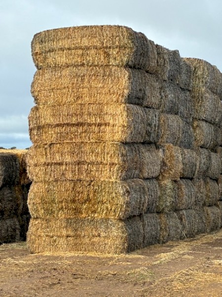 42 Barley Straw bales