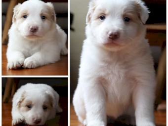 Purebred Border Collies