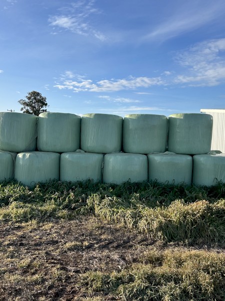 Wheat/Vetch haylage Silage