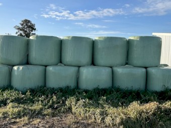 Wheat/Vetch haylage Silage