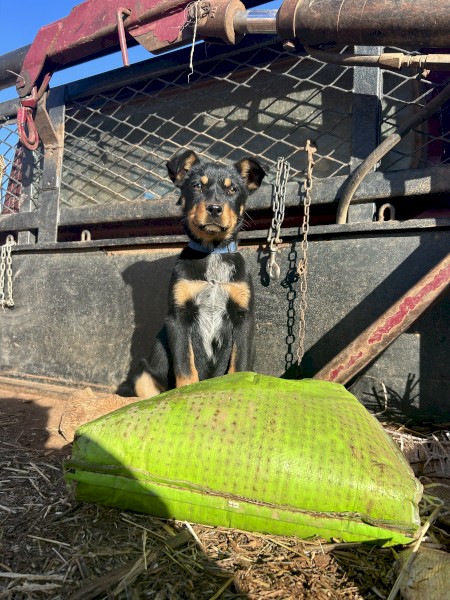 Kelpie x Blue Heeler Pups