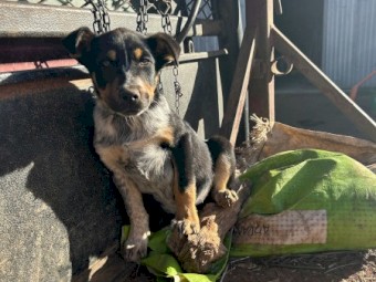 Kelpie x Blue Heeler Pups