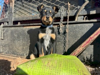 Kelpie x Blue Heeler Pups