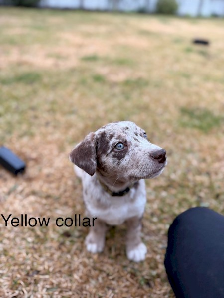 Koolie x Kelpie puppies