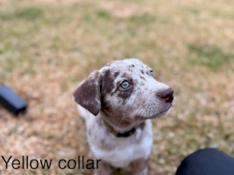 Koolie x Kelpie puppies