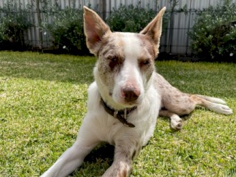 Koolie x Kelpie puppies