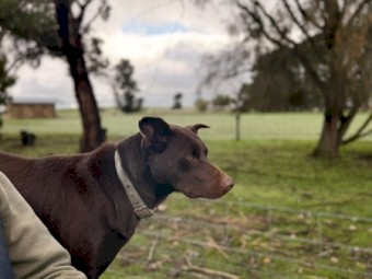 Koolie x Kelpie puppies
