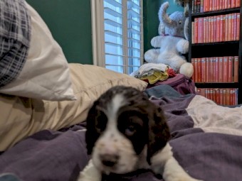 GALAXY Spacefaring Pups Available