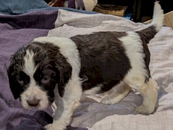 GALAXY Spacefaring Pups Available