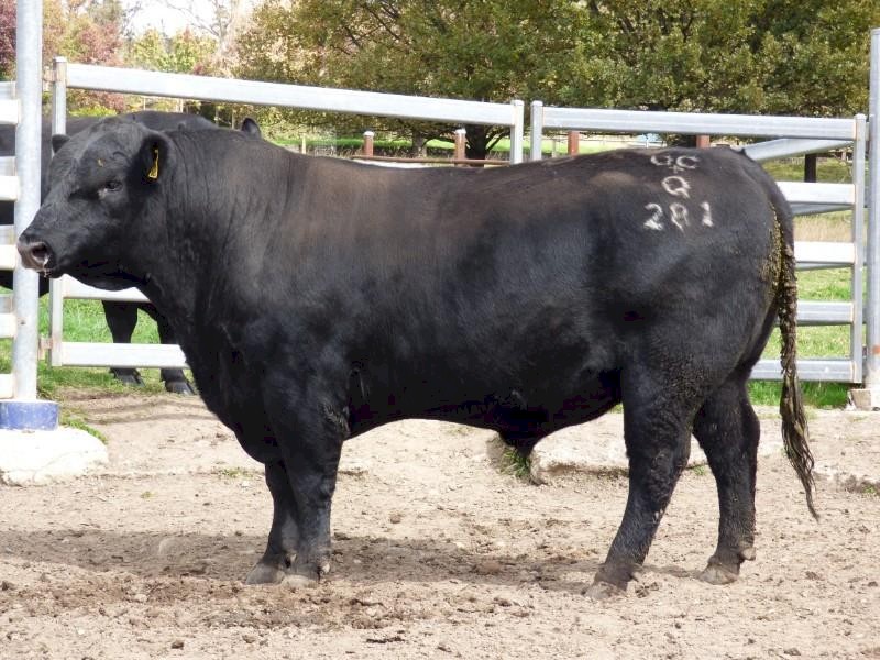 WANTED Bulls to lease