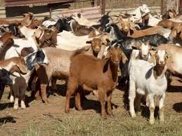 Rangeland Goats