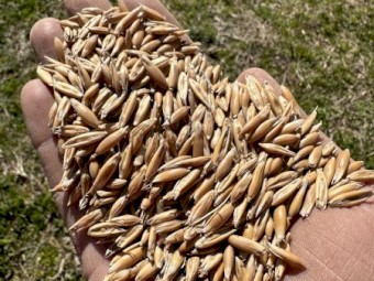 70mt Yarran Feed Oats