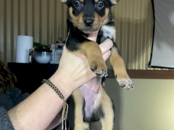 Kelpie X Heeler x 3