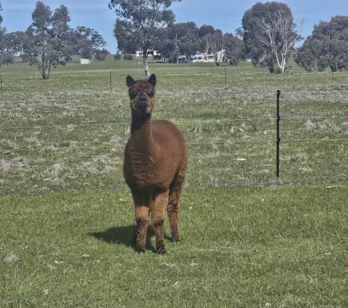 Alpaca 