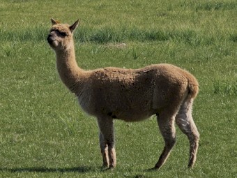 Alpaca 