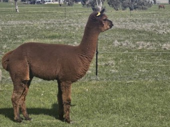 Alpaca 