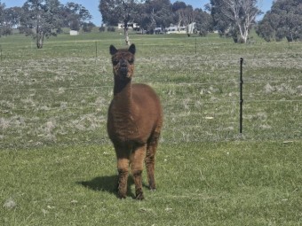 Alpaca 