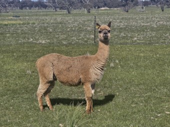 Alpaca 