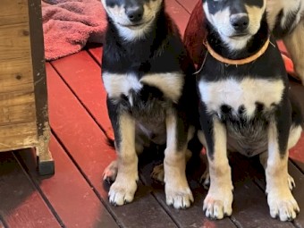 Purebred kelpies