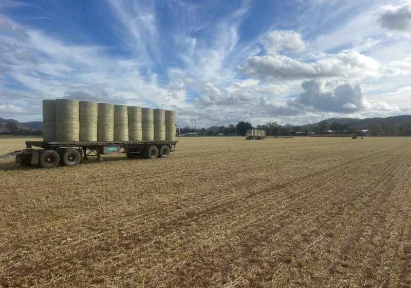 Barley Hay (New Season Hay)