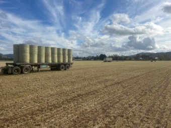 Barley Hay (New Season Hay)