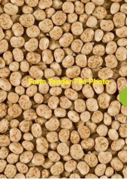 90mt Mandelup Lupins