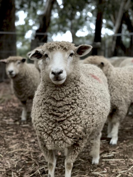 Longwool Leicester Ewes