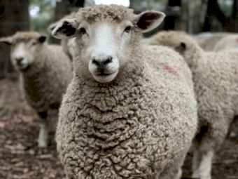 Longwool Leicester Ewes