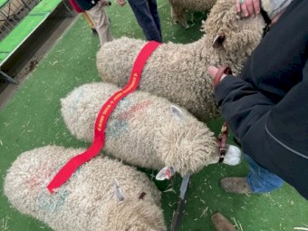 Longwool Leicester Ewes