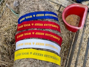 Longwool Leicester Ewes