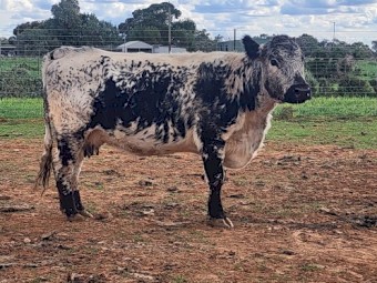 Registered Speckle Cows & Heifers 